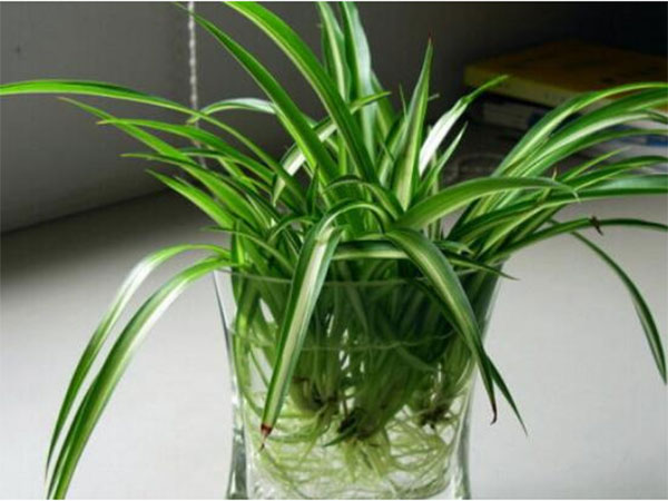 新房除甲醛更好的10種植物排名